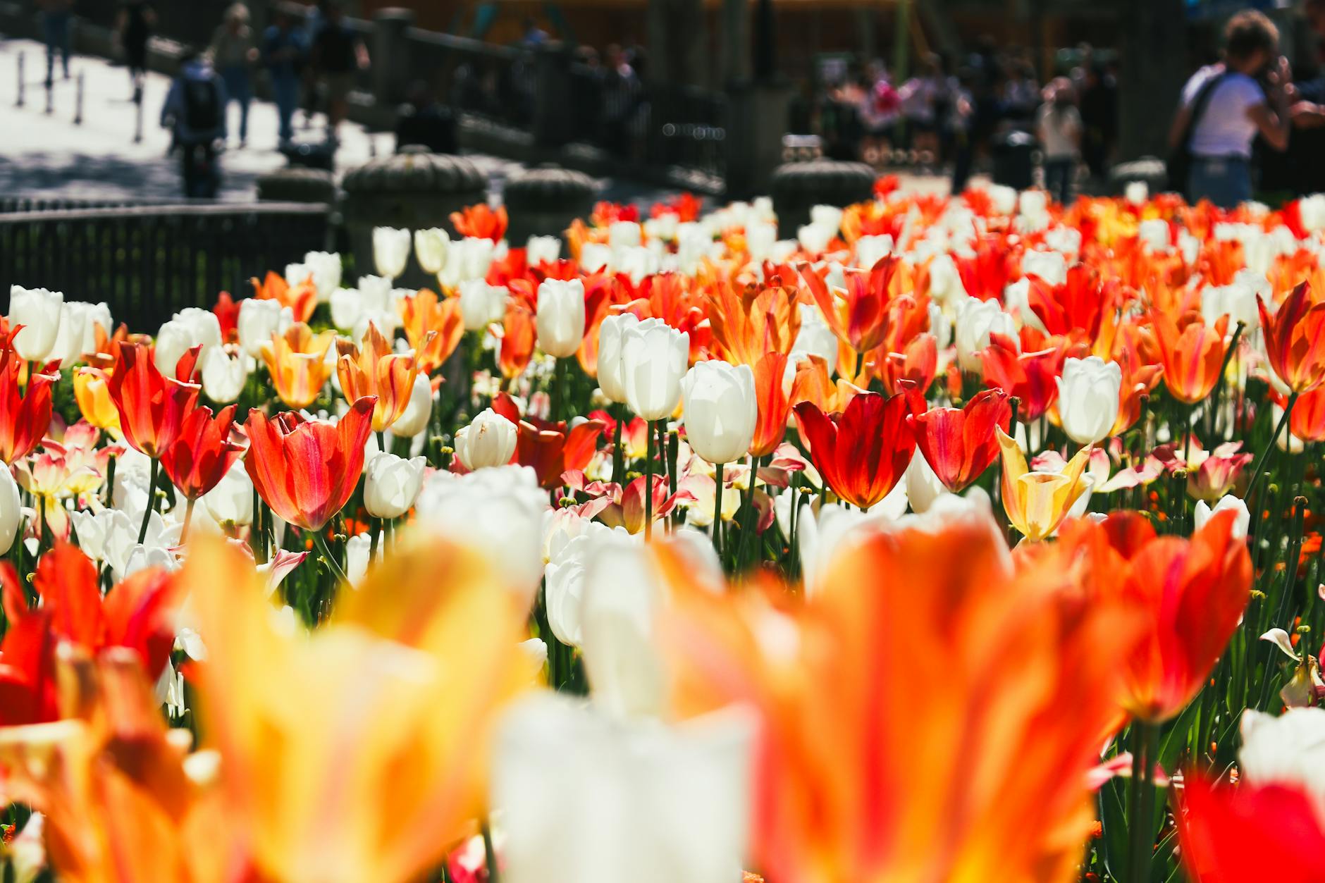 Spring flowers blooming in Budapest with historic architecture in background
