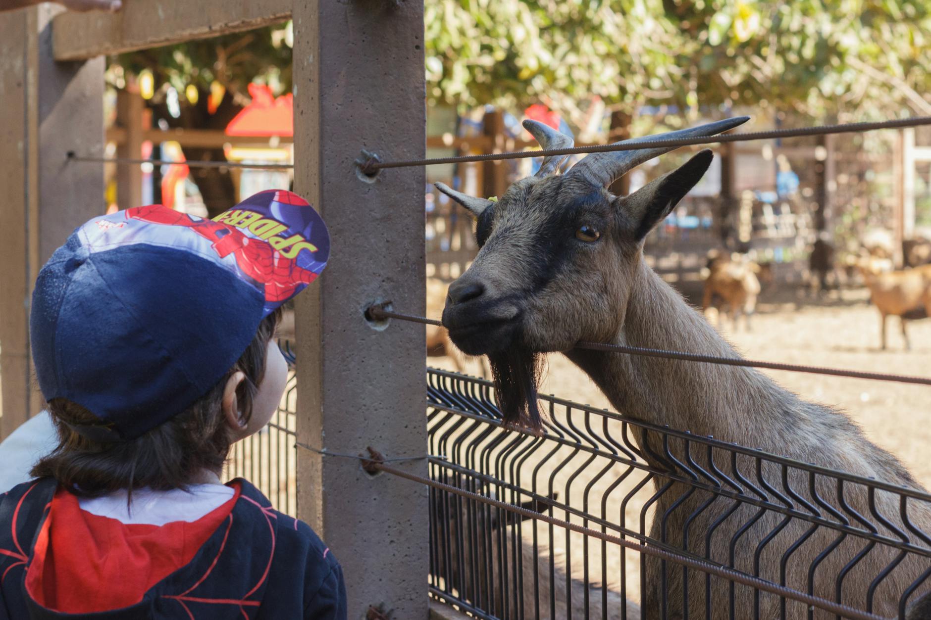 Budapest Zoo entrance in City Park, a top attraction for Budapest with kids trips
