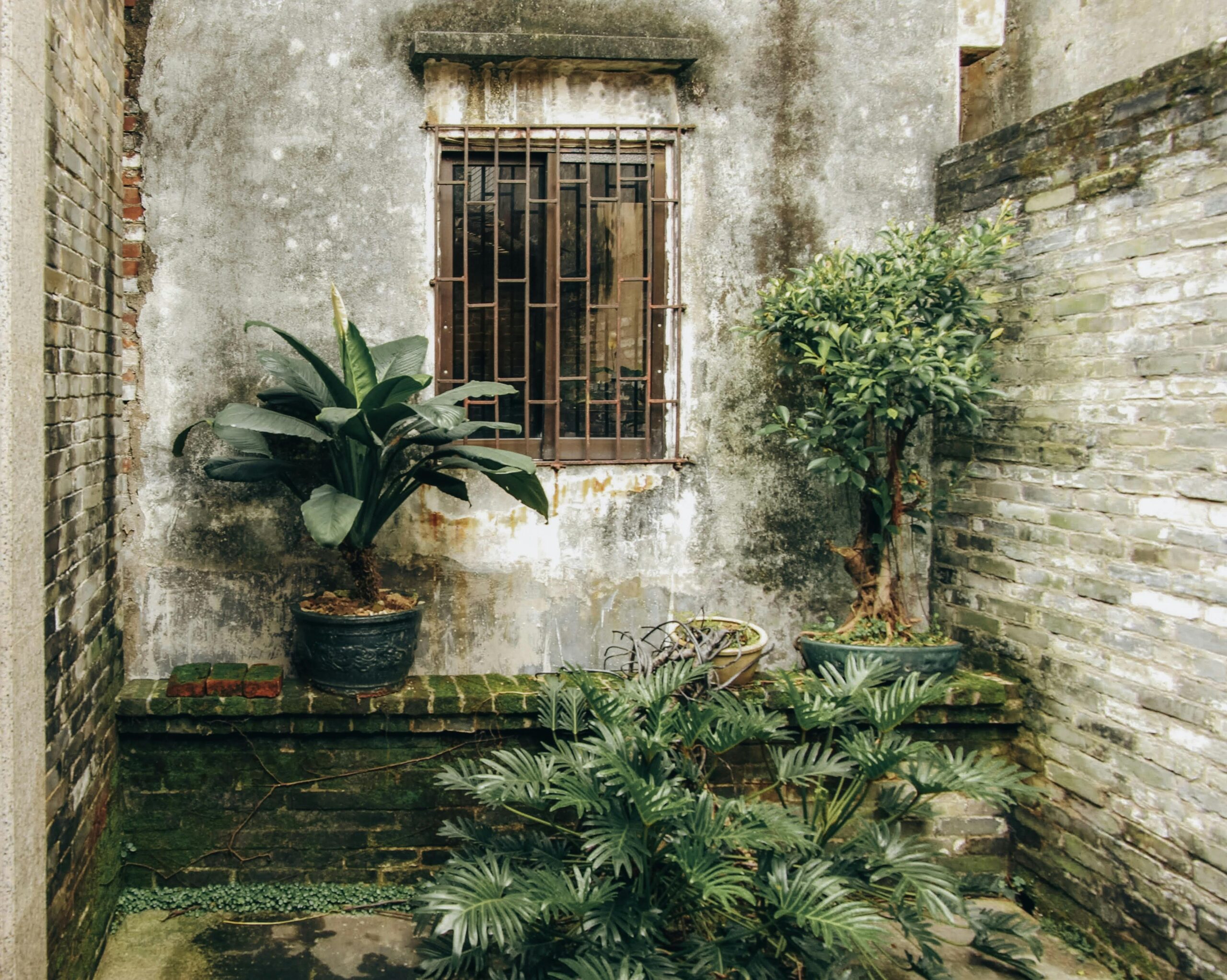 Szimpla Kert plants courtyard interior