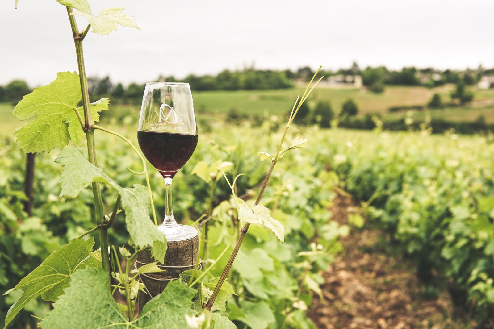 Hungarian wine: a glass beside vineyards in the Tokaj region