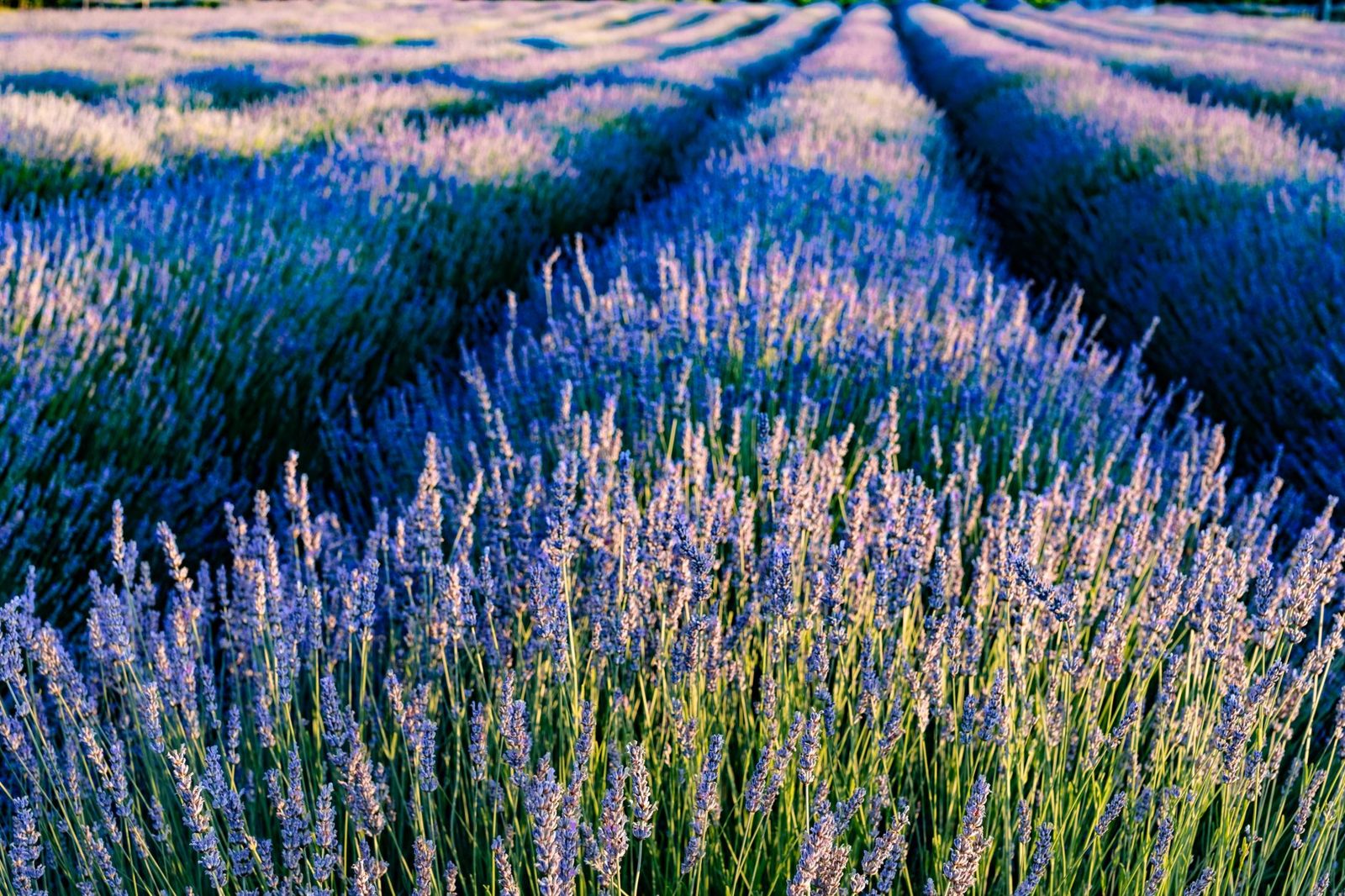 Lavender fields on the Tihany peninsula at Lake Balaton