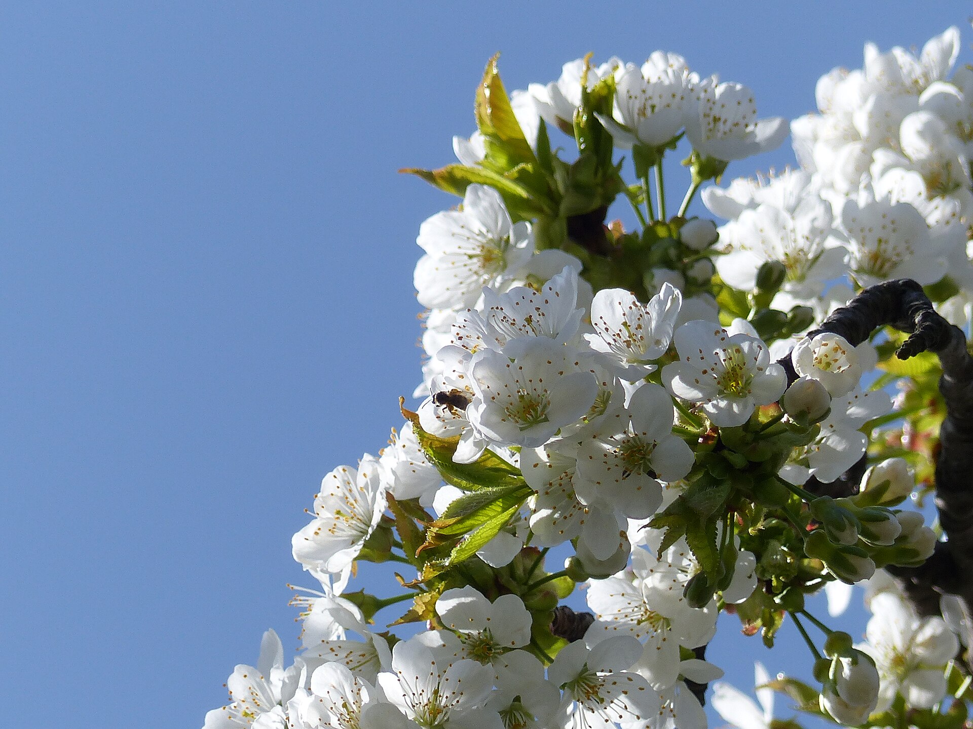 White cherry blossom against a clear blue spring sky
